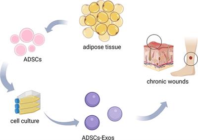 Therapeutic potential of exosomes from adipose-derived stem cells in chronic wound healing